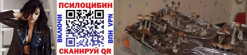 Псилоцибиновые грибы GOLDEN TEACHER  Купить  Новосиль 